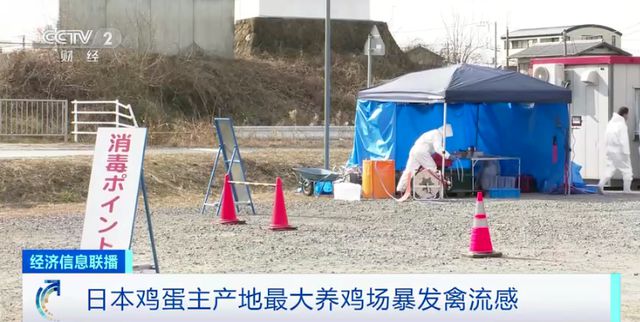 开云 开云体育官网台湾史上最大“蛋荒”仍在发酵鸡蛋短缺或只是冰山一角(图7)