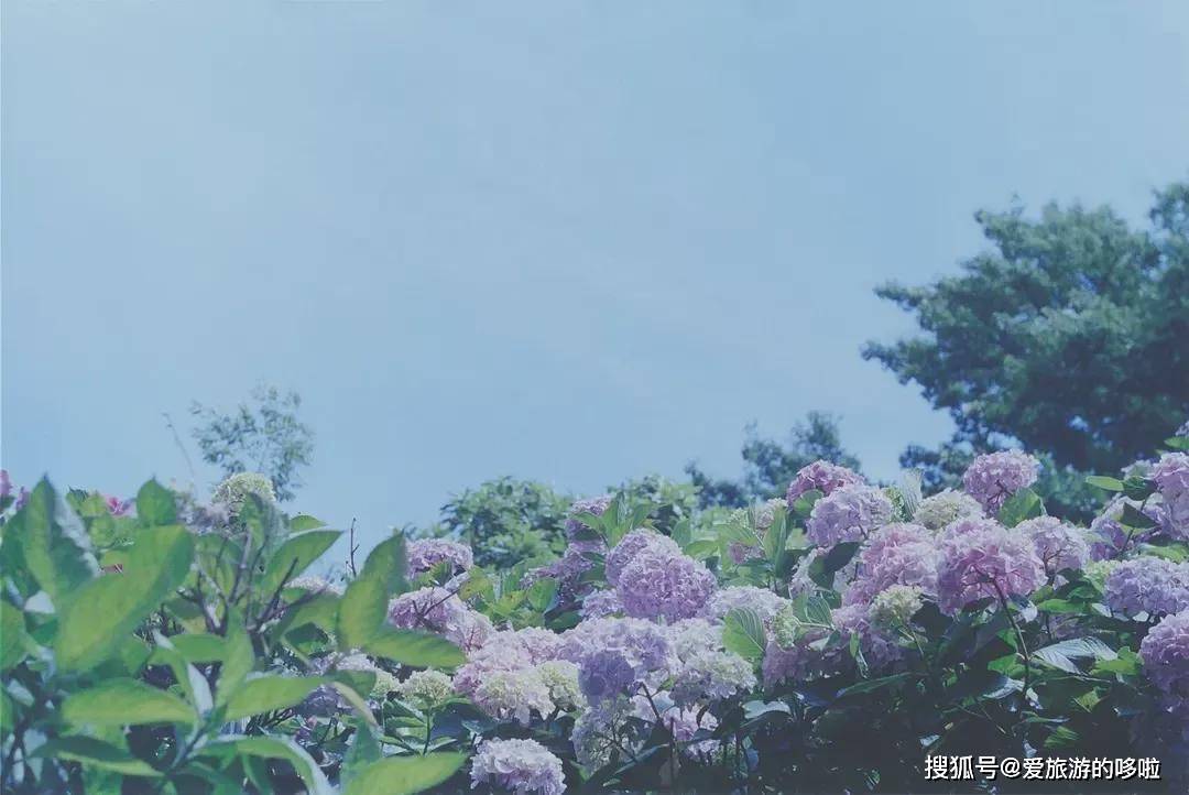 这5部豆瓣高分电影是最好的日本旅行vlog开云体育 Kaiyun.com 官网入口(图3)