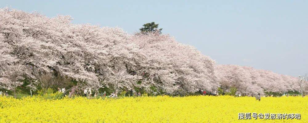 这5部豆瓣高分电影是最好的日本旅行vlog开云体育 Kaiyun.com 官网入口(图15)